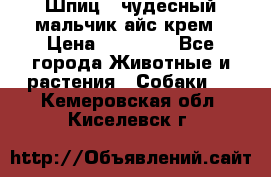 Шпиц - чудесный мальчик айс-крем › Цена ­ 20 000 - Все города Животные и растения » Собаки   . Кемеровская обл.,Киселевск г.